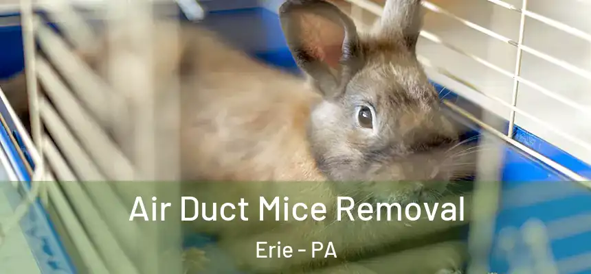  Air Duct Mice Removal Erie - PA