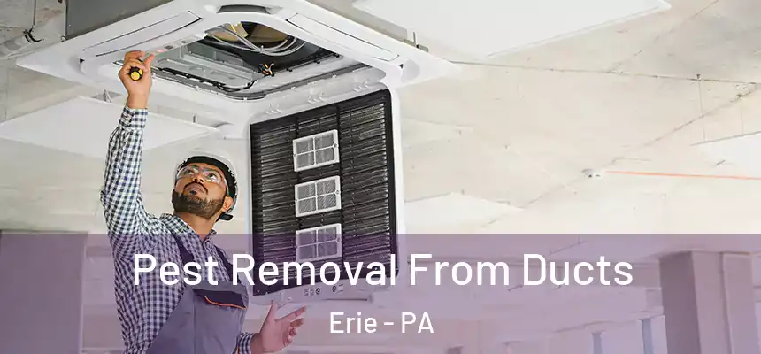 Pest Removal From Ducts Erie - PA